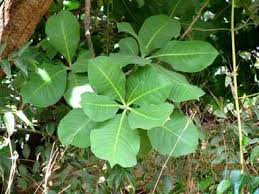 Image result for Grewia arborea