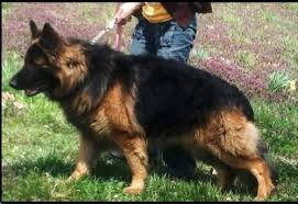 We sell gsd puppies to other states, too. Akc Long Hair German Shepherd Puppies For Sale In Buffalo Kentucky Classified Americanlisted Com