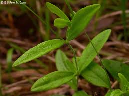 Image result for Triaspis lateriflora