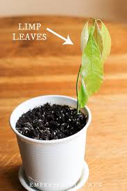 Fill the pot with the potting mix suitable for growing mangoes, leaving two inches. How To Grow Mango From Seed Easy Method Empress Of Dirt