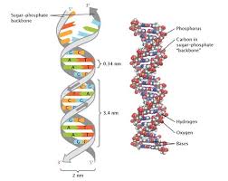 The Structure Of Double Stranded Dna Is Shown In Two Ways On The Left Is A Simp Anatomy And Physiology Human Anatomy And Physiology Molecular Structure Of Dna