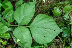 Image result for Hylodesmum