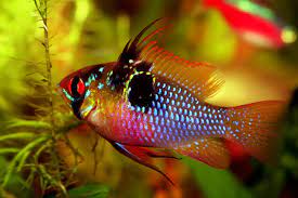 The species has been examined in studies on fish behaviour and is a popular aquarium fish, traded under a variety of common names, including ram, blue ram, german blue ram, asian ram, butterfly cichlid, ramirez's dwarf cichlid, dwar. German Blue Ram The Complete Care Guide For German Blue Rams Aquarium Tidings