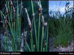 Image result for Schoenus