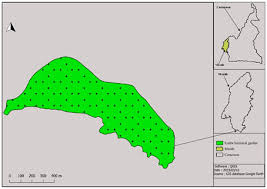 Image result for Afrostyrax kamerunensis