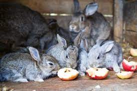 Many sites for pet rabbits have lists. Can Rabbits Eat Apples Seeds Skin Pips And Apple Tree Leaves