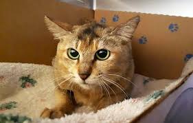 Check spelling or type a new query. Seekor Kucing Selamat Dari Mimpi Buruk Setelah Perjalanan Lebih Dari 22 000 Kilometer Tanpa Makan Dan Minum Etindonesia