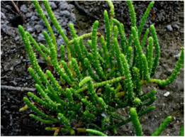 Image result for Salicornia perrieri