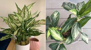Many years ago when i worked in the trade the silver queen, chinese evergreen (a. Chinese Evergreen Plant How To Care And Grow The Aglaonema Plants