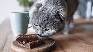 You should avoid letting your cat eat small amounts of chocolate, as any amount may cause illness. How Much Chocolate Is Toxic To Cats