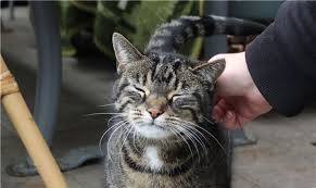 Eine circa vier monate alte katze mit gestromtem fell sucht ihr zuhause. Katze Kati Sucht Neues Zuhause
