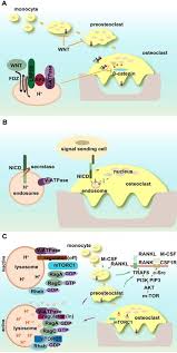 Maybe you would like to learn more about one of these? V Atpases And Osteoclasts Ambiguous Future Of V Atpases Inhibitors In Osteoporosis