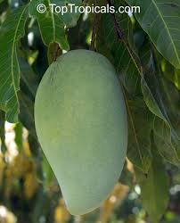The pummelo tree has a shape similar to that of a grapefruit tree, with glossy green leaves that form a dense canopy (this tree makes a good small shade tree). Pin On Florida Zone 9 Gardening