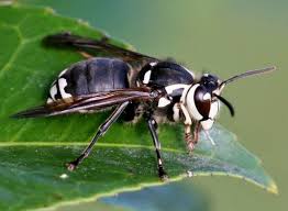 Plumber bees look like a bumble bee but they have more black on their bodies. Insects That Look Like Bees Gardening In Michigan