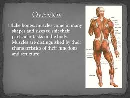 A muscle's strength depends mainly on how many fibers are present. Naming Skeletal Muscles Claudio Hernandez P 3 Overview