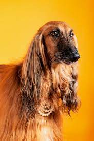 Standing at up to 72 cm or 28 inches high and weighing a mammoth 150 lbs or 68 kgs, it goes without saying that these dogs need to be owned by people who are very experienced in keeping large breed guard dogs. Brown And Black Long Haired Dog Photo Free Orange Image On Unsplash