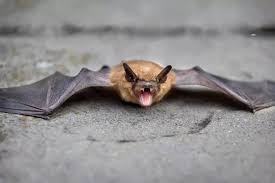 Image result for Bat Bite