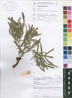 Image result for Jatropha schlechteri