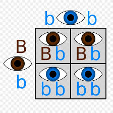 Punnett Square Dominance Genetics Eye Color Png