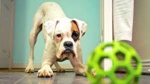 Engañemos a tu mente con un pequeño test de habilidad mental. Juegos Con Perros 50 Divertidos Juegos Para Hacer Con Tu Perro En Casa