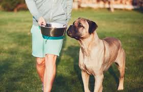 best dog food for cane corso