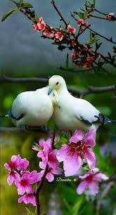 Pin By Fenerbahce Fenerbahce On Guzel Kuslar Ve Diyerleri Beautiful Birds Animals Pretty Birds