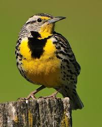 Bird With Black And White Striped Head And Yellow Breast Western Meadowlark Whatbird Com Beautiful Birds State Birds Bird