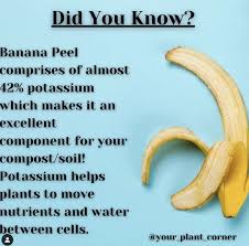 Composting banana peels is as easy as simply tossing your leftover banana peels into the. People Are Making Banana Peel Tea To Water Their Plants And It Is Genius