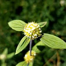 Image result for Mitracarpus