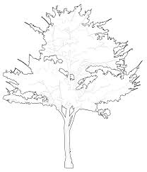 .tree plan cad blocks for landscape architecture and design and the blocks also can be used in garden and lawn for house and public places designs. Trees Dwg Cad Blocks Free Download Pimpmydrawing