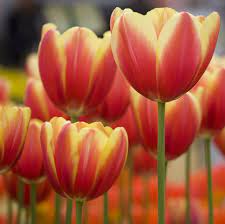 Be the first to see them! 20 Best Spring Flowers Popular Flowers To Plant In Spring