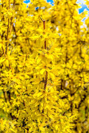 Leaves and branches are silvery white; A Bush With Bright Yellow Flowers In The Park In Spring Stock Photo Picture And Royalty Free Image Image 101801802
