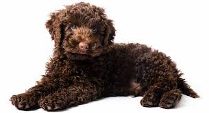 best puppy food for labradoodles