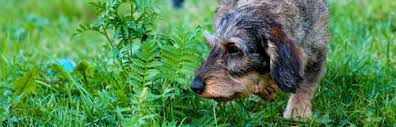 Hortensien (hydrangea) auch die hortensie hat es auf die liste der giftigen pflanzen für hunde und katzen geschafft. Fur Hunde Giftige Pflanzen Was Du Wissen Solltest