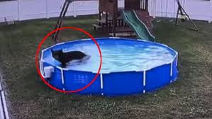 Ce Petit Ours Est Venu Piquer Une Tete Dans La Piscine De Cette Famille Ils N En Ont Pas Cru Leurs Yeux