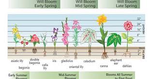 Bulbs Chart Bloom Time Charts For Fall Planted Bulbs