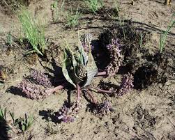 Image result for Ledebouria marginata