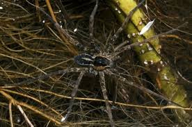 How long can a snake head survive? Water Spider Facts Lesson For Kids Biology Class 2021 Study Com
