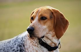 Maybe you would like to learn more about one of these? American English Coonhound A Faithful Companion