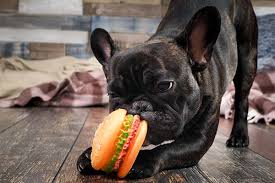 French bulldogs are a brachycephalic breed, meaning they have shorter snouts than other dogs. 15 Reasons Why French Bulldogs Or Frenchies Are Irresistible Companions American Kennel Club