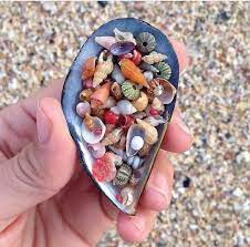 Some Of These Laws Seem A Tad Bit Absurd And Extreme Make Sure That When You Re Traveling Someplace New To Brush Up On The Do A Shell Beach Sea Shells Shells