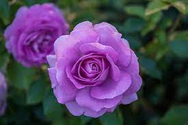 Maybe you would like to learn more about one of these? Purple Roses Vs Lavender Roses History And Meaning Floraqueen