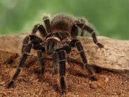 Image result for Tarantula Bite
