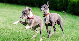 10 Of The Fastest Dog Breeds Care Com