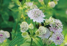 Compre o livro «cottage garden flowers» de margery fish em wook.pt. Great Gardening Women Margery Fish The English Garden