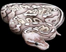 Axanthic Black Pewter Ball Python Snakes And More Snakes Photo Of Pewter Fire Ball Python Pet Snake Ball Python Snake