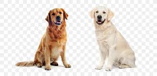 Maybe you would like to learn more about one of these? Golden Retriever Labrador Retriever Puppy Cat Pet Sitting Png 700x400px Golden Retriever Breed Canadian Kennel Club
