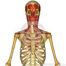 Skeleton With Facial Muscles Facial Muscles Muscle Facial