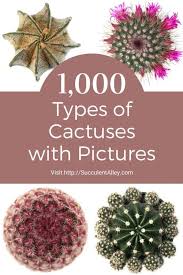 Check spelling or type a new query. 1 000 Types Of Cactuses With Pictures Cactus Identification Cheat Sheet Succulent Alley