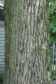 Image result for Catalpa